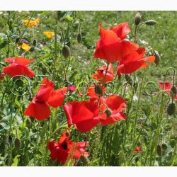 Rdlige toner blomstermiks ( min. 2 gram fr)