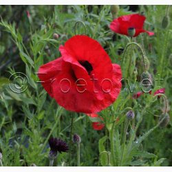 Rdlige toner blomstermiks ( min. 2 gram fr)