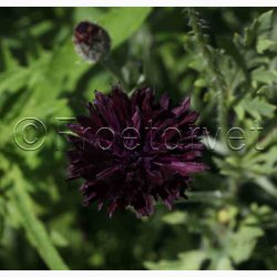 Rdlige toner blomstermiks ( min. 2 gram fr)