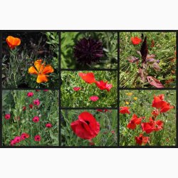 Rdlige toner blomstermiks ( min. 2 gram fr)