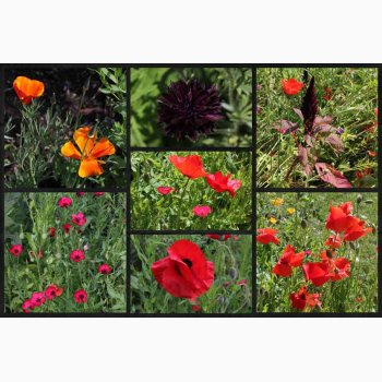 Rdlige toner blomstermiks ( min. 2 gram fr)