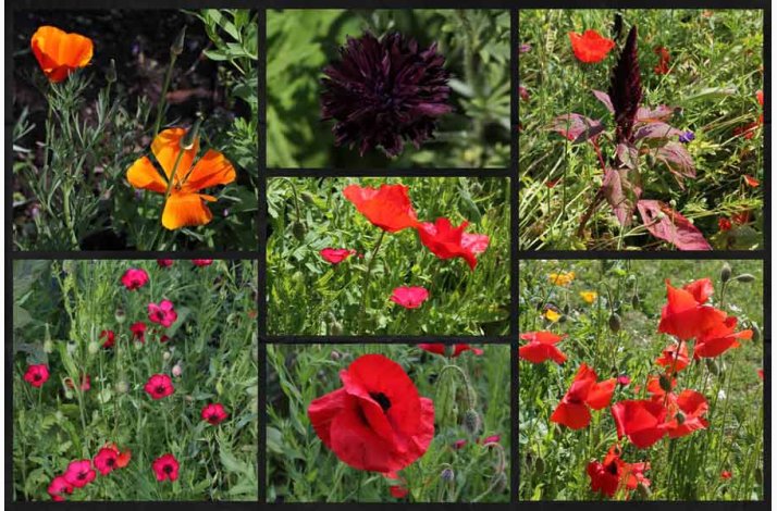 Rdlige toner blomstermiks ( min. 2 gram fr)