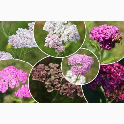 Rllike, bl., Summer Pastells (500 fr)