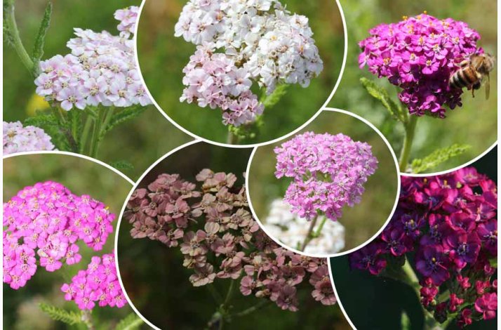 Rllike, bl., Summer Pastells (500 fr)