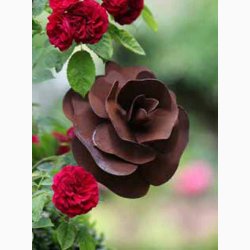 Rose ( D:13 cm) i jern med rustrd patina med bjelig stang