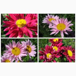 Tanacetum coccineum Rosenkrav miks -Stauden-Margerite Robinson