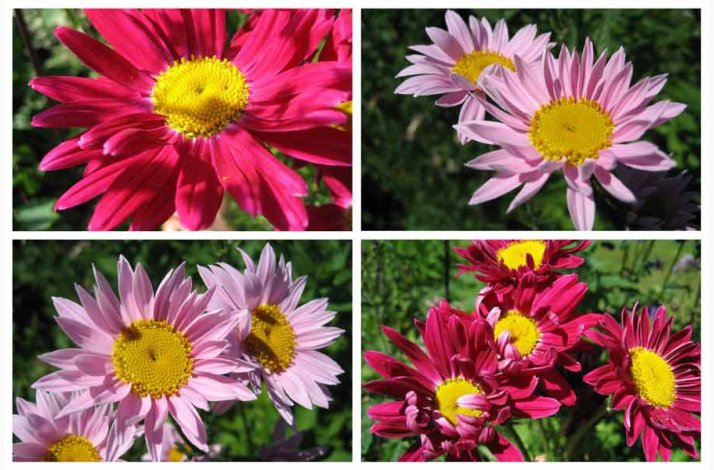 Tanacetum coccineum Rosenkrav miks -Stauden-Margerite Robinson