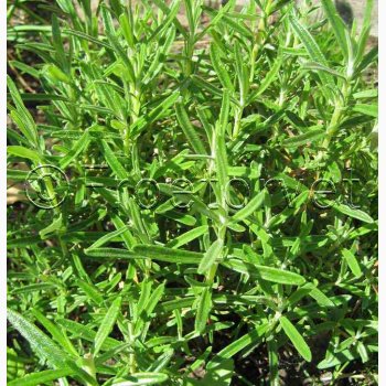 Rosmarin officinalis - Rosmarin (min. 20 fr)