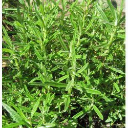 Rosmarin officinalis - Rosmarin
