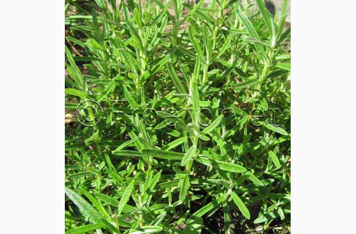 Rosmarin officinalis - Rosmarin