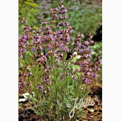 Salvia Lavandulifolia - Spansk Salvie (10 fr)