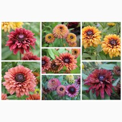 Blomsterfr, Solhat, Hret-, blanding, Sahara Mix (min.10 fr)