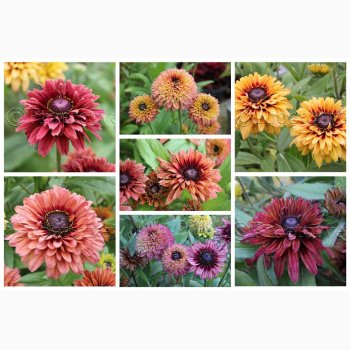 Blomsterfr, Solhat, Hret-, blanding, Sahara Mix (min.10 fr)