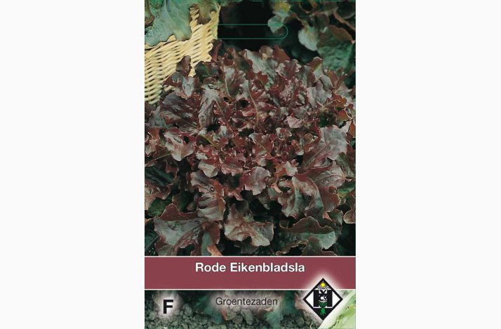R�d egebladssalat �Rode Eikenbladsla� � Lactuca sativa � Fr�