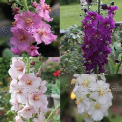 Kongelys VERBASCUM phoeniceum Miks - Kongelys (min. 200 fr)