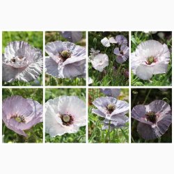 Papaver rhoeas Amazing Grey - Kornvalmue (ca. 300 fr)