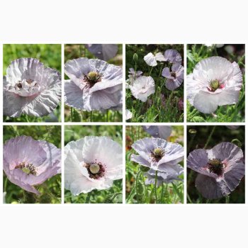 Papaver rhoeas Amazing Grey - Kornvalmue (ca. 300 fr)