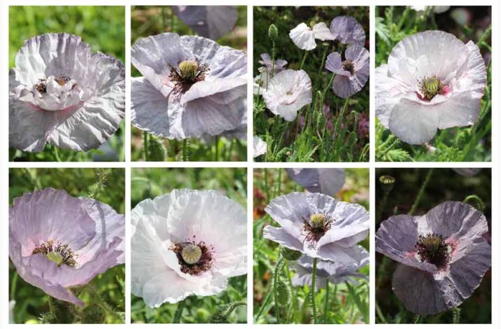 Papaver rhoeas Amazing Grey - Kornvalmue (ca. 300 fr)