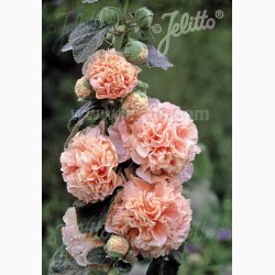 Alcea Rosea Chater's salmon Pink - Stokrose (15 fr)
