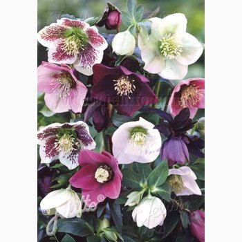 Fr, HELLEBORUS Orientalis-Hybrid Miks - Pskeklokker/Julerose (7 fr)