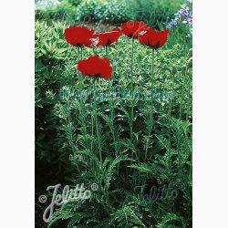 PAPAVER Orientale Hybrid Beauty of Livermere -Kmpevalmue (Min. 100 fr)
