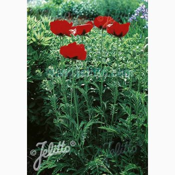 PAPAVER Orientale Hybrid Beauty of Livermere -Kmpevalmue (Min. 100 fr)