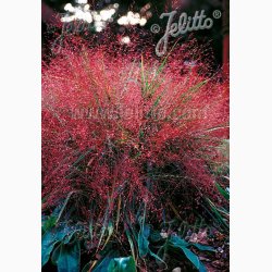Prydgrs fr Eragrostis spectabilis - Lilla krlighedsgrs (25 fr)