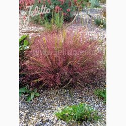 Prydgrs fr Eragrostis spectabilis - Lilla krlighedsgrs (25 fr)