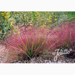Prydgrs fr Eragrostis spectabilis - Lilla krlighedsgrs (25 fr)