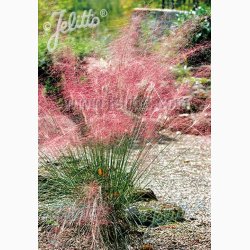 Prydgrs fr MUHLENBERGIA capillaris -  Pink muhly grs (15 fr)