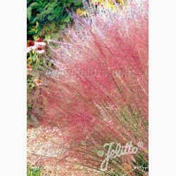 Prydgrs fr MUHLENBERGIA capillaris -  Pink muhly grs (15 fr)