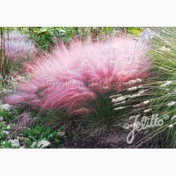 Prydgrs fr MUHLENBERGIA capillaris -  Pink muhly grs (15 fr)