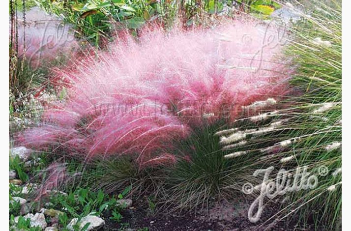 Prydgrs fr MUHLENBERGIA capillaris -  Pink muhly grs (10 fr)