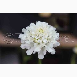 Scabiosa Atropurpurea - Enkeblomst (ca. 200 fr)