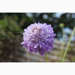 Scabiosa Atropurpurea - Enkeblomst (ca. 200 fr)