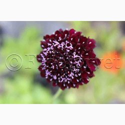 Scabiosa Atropurpurea - Enkeblomst (ca. 200 fr)