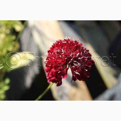 Scabiosa Atropurpurea - Enkeblomst (ca. 200 fr)