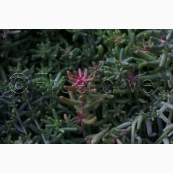 Sedum album  Hvid stenurt (ca. 700 fr)