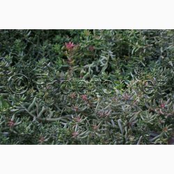 Sedum album  Hvid stenurt (ca. 700 fr)