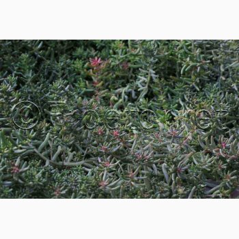 Stenurt � Sedum album, hvid - Fr� (ca. 700 stk.)