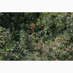 Sedum album  Hvid stenurt (ca. 700 fr)