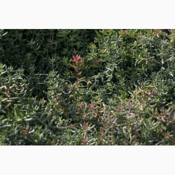 Sedum album  Hvid stenurt (ca. 700 fr)