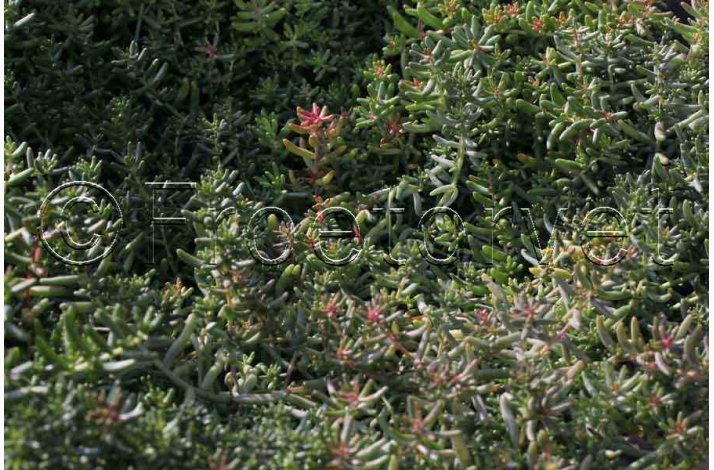 Sedum album  Hvid stenurt (ca. 700 fr)