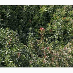 Sedum album  Hvid stenurt (ca. 700 fr)