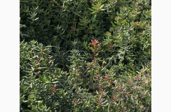 Stenurt � Sedum album, hvid - Fr� (ca. 700 stk.)