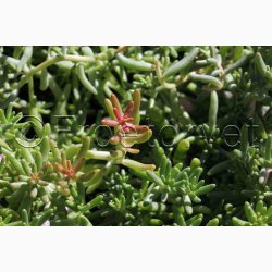 Sedum album  Hvid stenurt (ca. 700 fr)