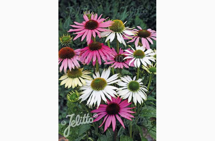 Echinacea Purpurea Lustre Hybrids - Purpursolhat (15 fr)