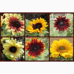 Solsikke pollenfri mix