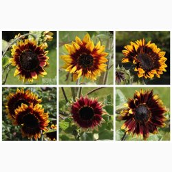 Solsikke Ms Mars (min. 40 fr)