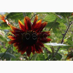 Solsikke Velvet Queen